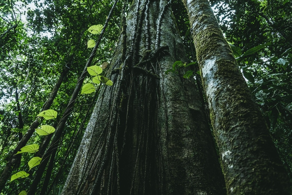 Biodiverzita
